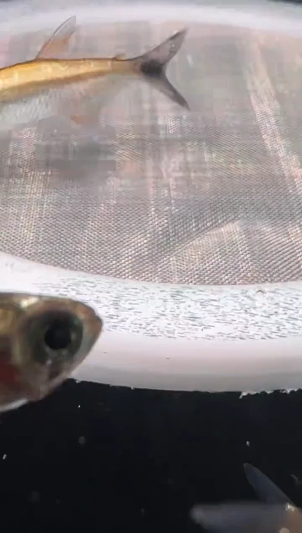 灯科鱼D13-16号白金黑尾巴3.5cm左右