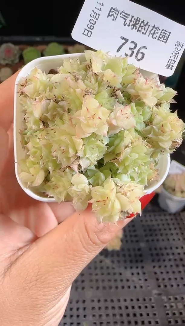 1109-736麦秆群不包整