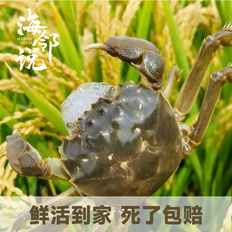 【活蟹】盘锦河蟹盘锦稻田螃蟹1.1-1.3两母3斤