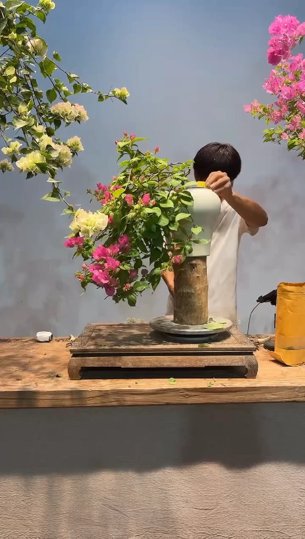 全部花朵用****8三角梅19