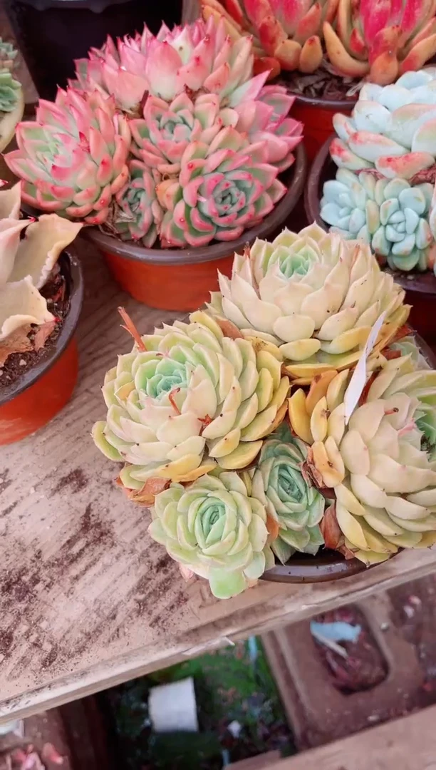14114多肉植物一物一拍