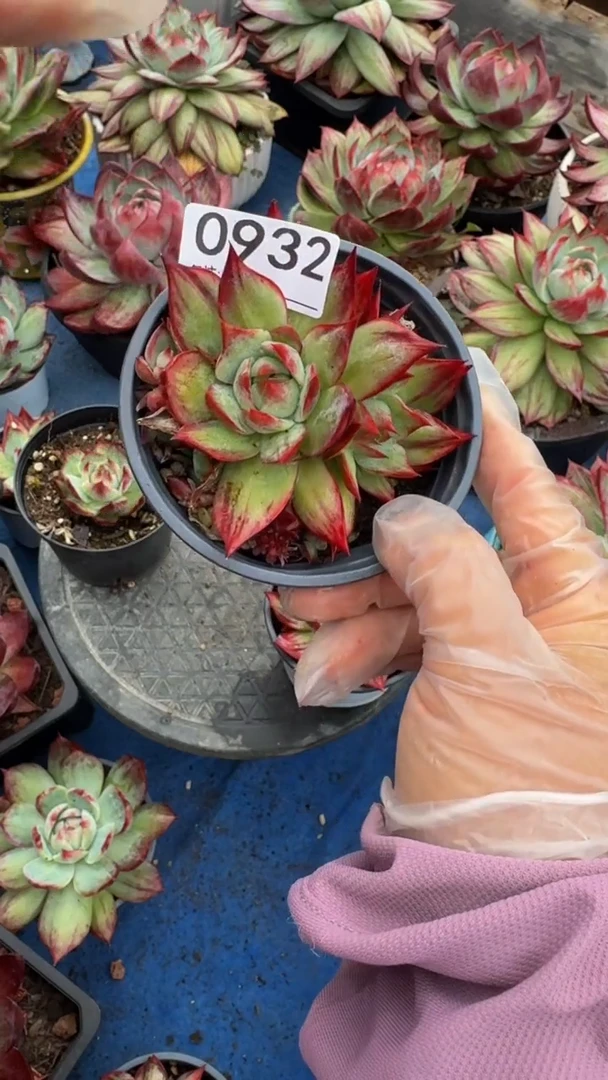 0932惊鸿仙子（裸根发货）（不包整）