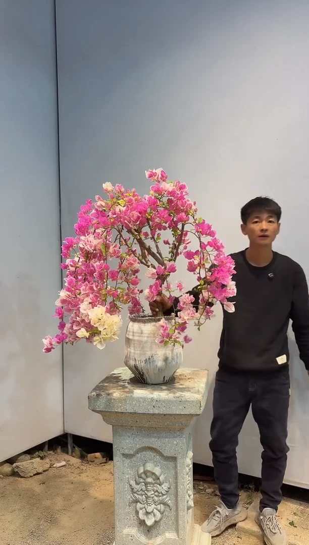 以实际为准三角梅107