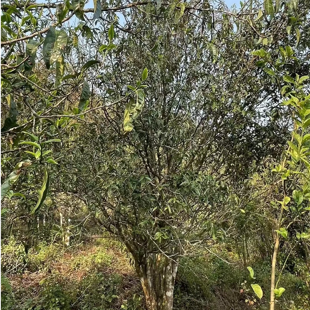 【新年大礼包】2025年春/普洱生茶/临时通用链接