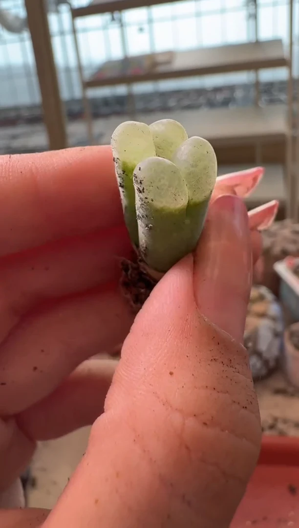 9-368多肉植物肉锥