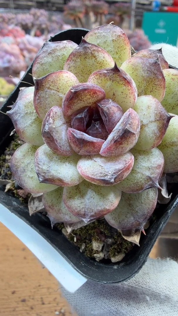 东云多肉园三店-223