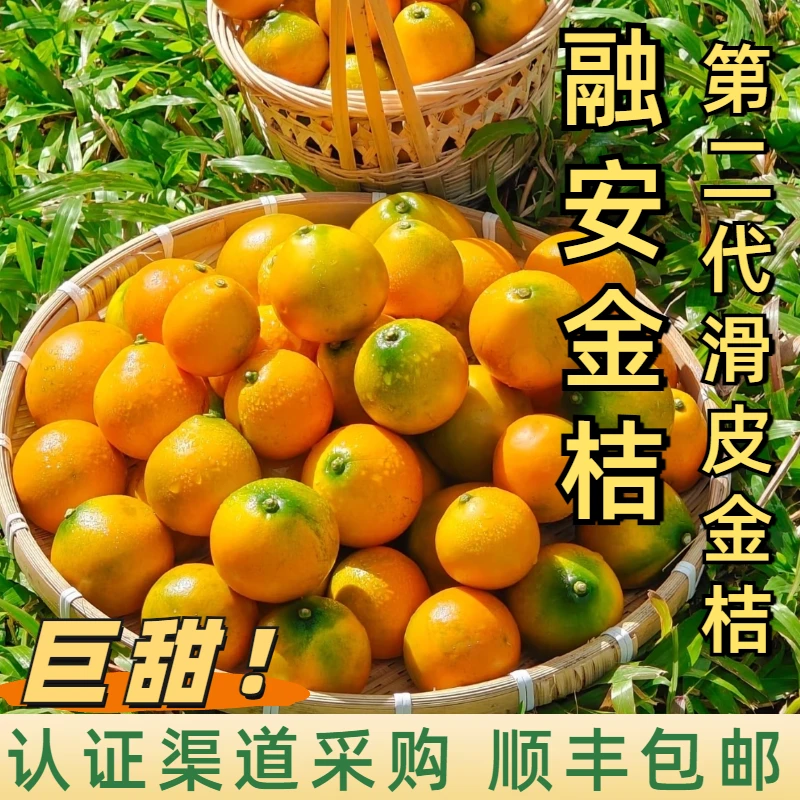 年货活动(第二代滑皮金桔)正宗融安金桔纯甜无酸孕妇水果新鲜顺丰