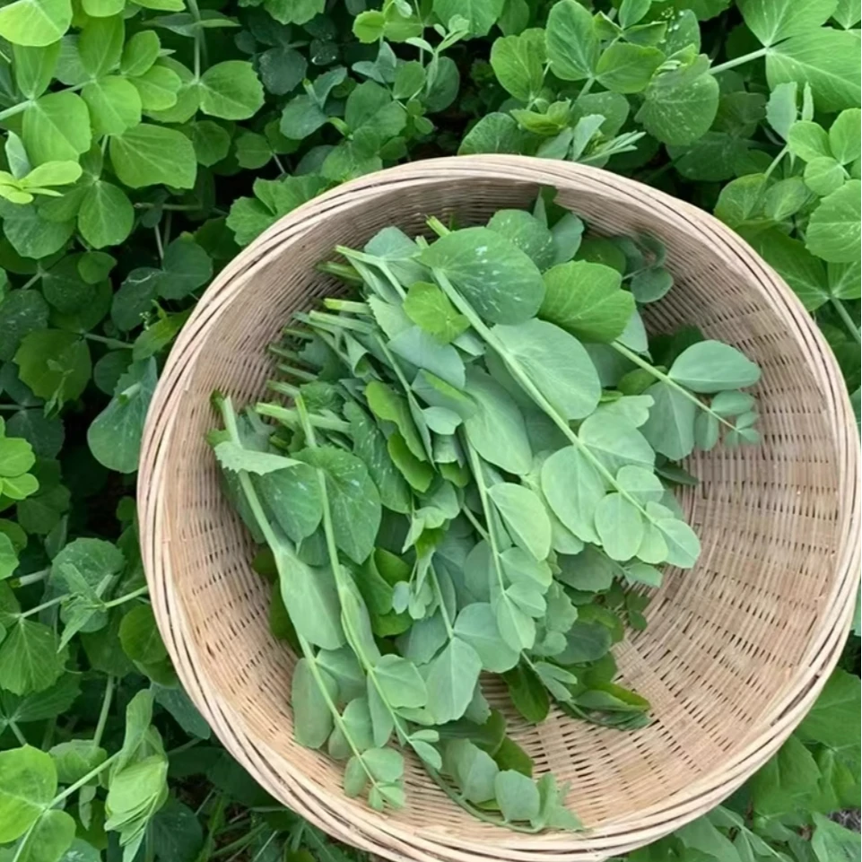 东台新鲜豌豆苗1500g