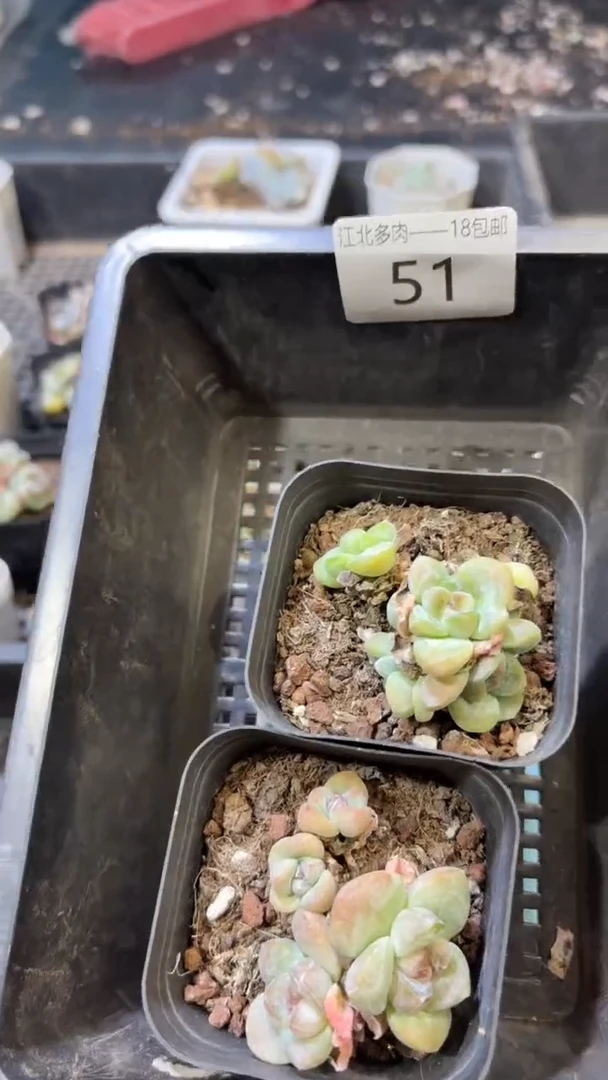 一**猬51号到手1框-江北一物一拍