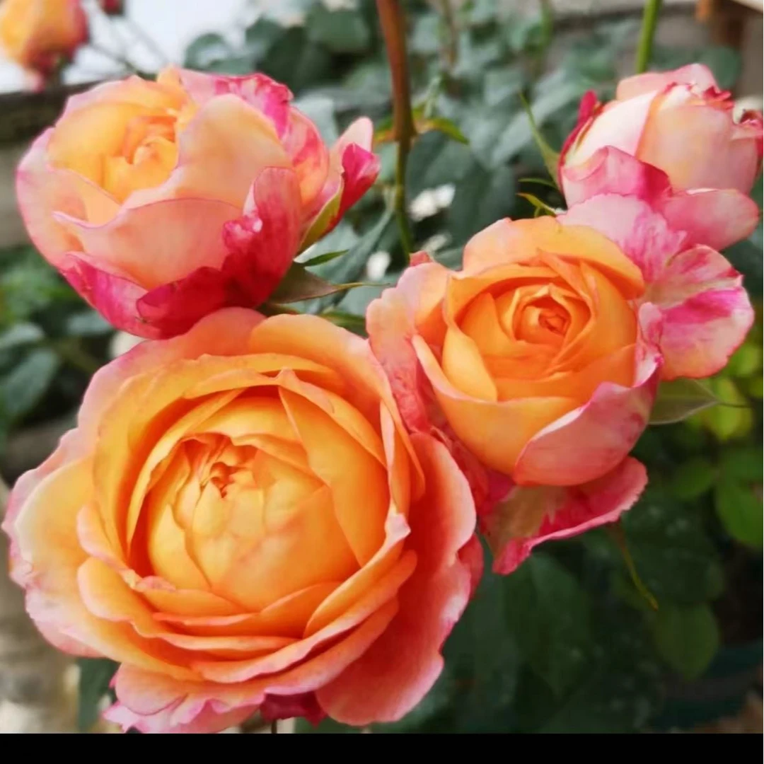 【大花美人】浓香大花易养盆栽月季阳台月季庭院花卉多季节开花植物