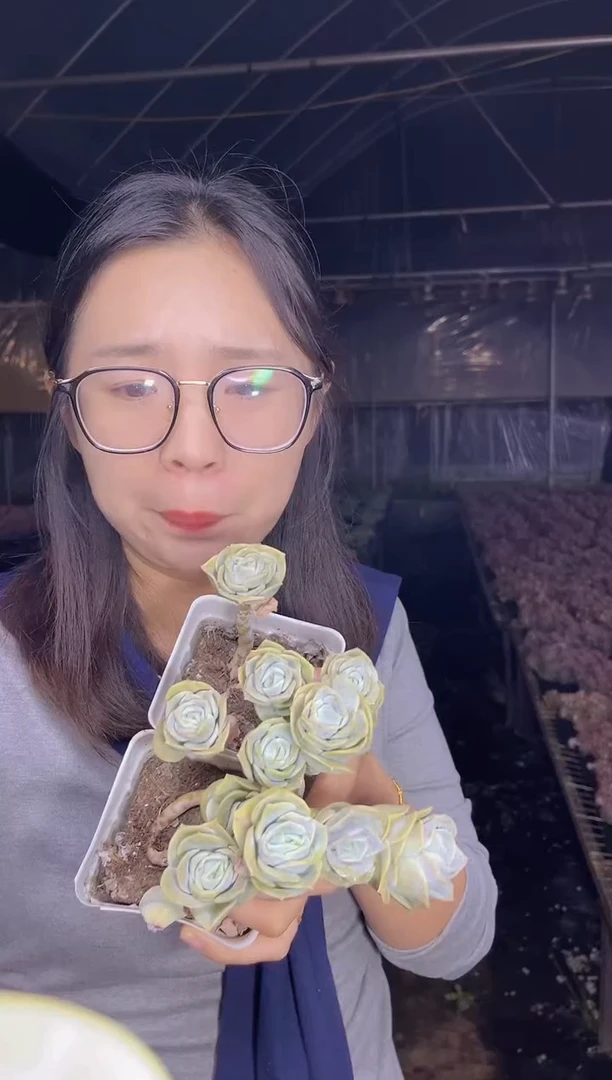 多头可爱玫瑰   2盆   5