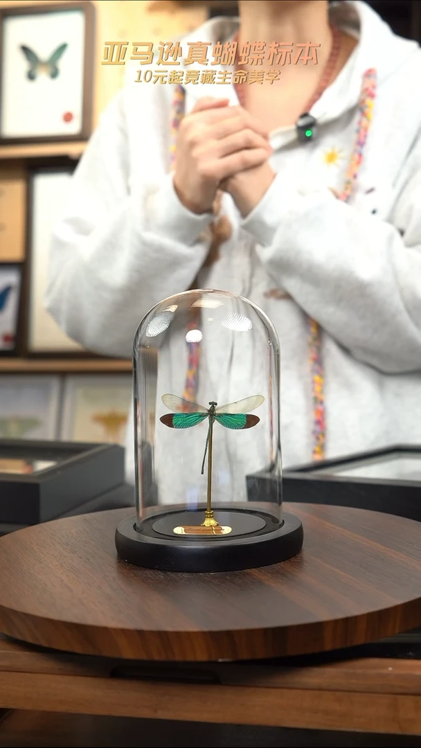 华艳色蟌小号玻璃罩