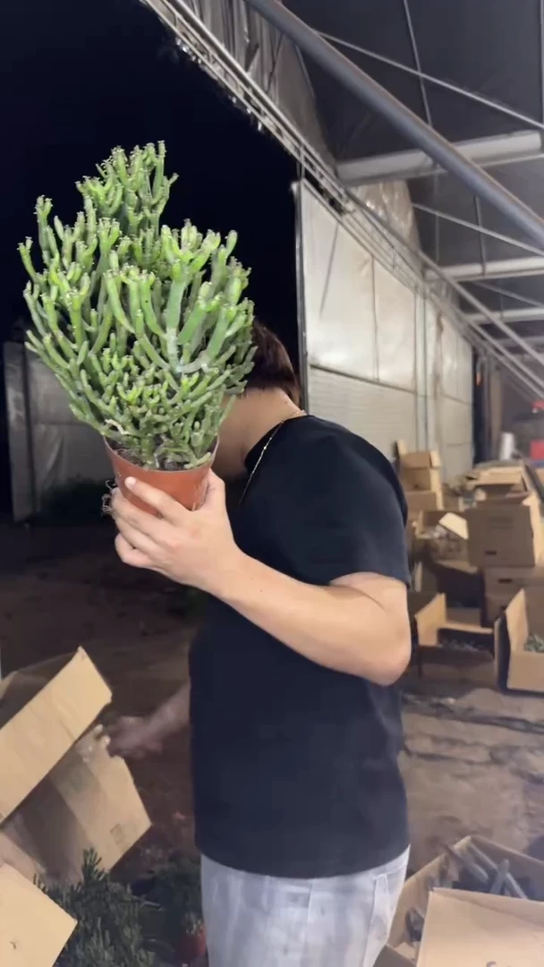 大号 光棍树【散装】