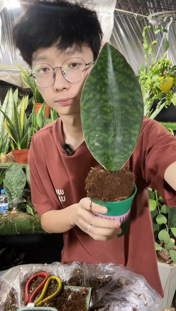 单叶翡翠宝镜带盆土12.8