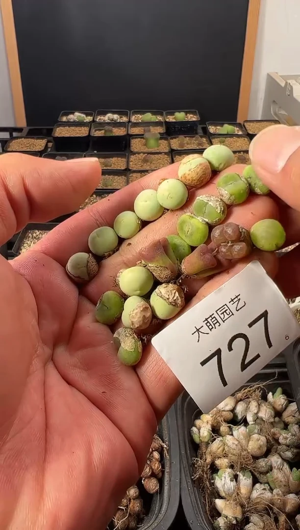 一物一拍            727