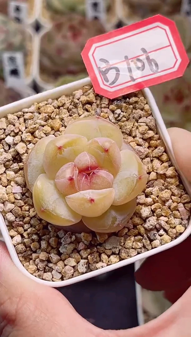 B106菠萝蜜饯一物一拍