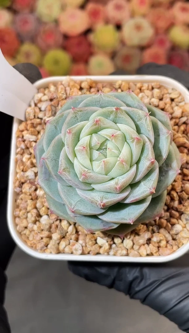 4-32 茉莉星云3-4厘米 量拍发一颗