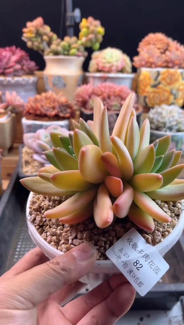 【闪购商品】2.23-82海洋之歌