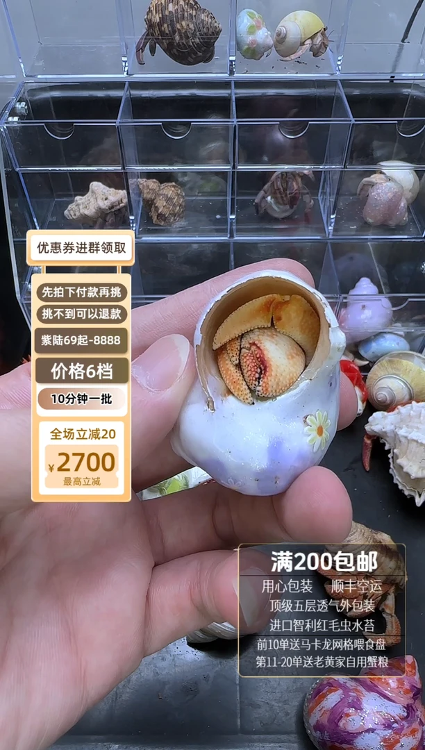 橙白毛球不退不换