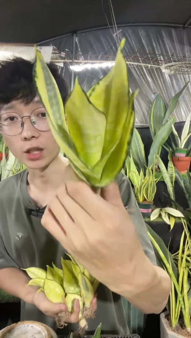 哈尼锦裸根9.9..