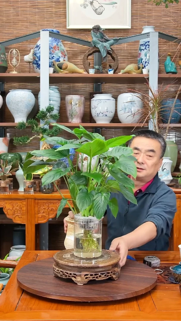 无花朵c****6水之韵水培绿芙蓉