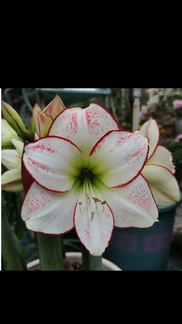 朱顶红毕加索4厘米