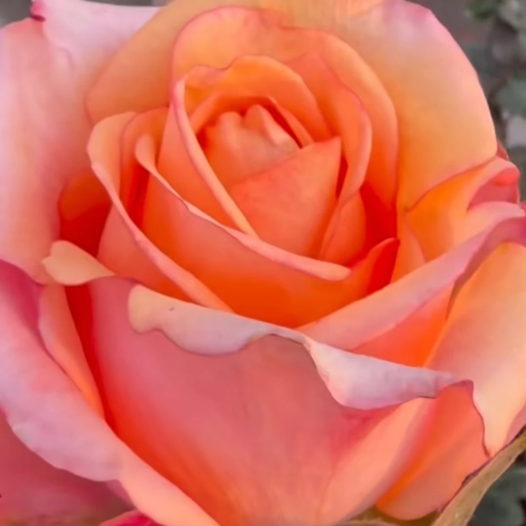 【卓昂玫瑰园】魔城玫瑰四季开花庭院阳台切花高杯月季