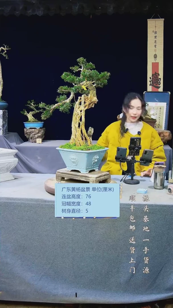 【闪购商品】黄杨盆景黄杨盆景