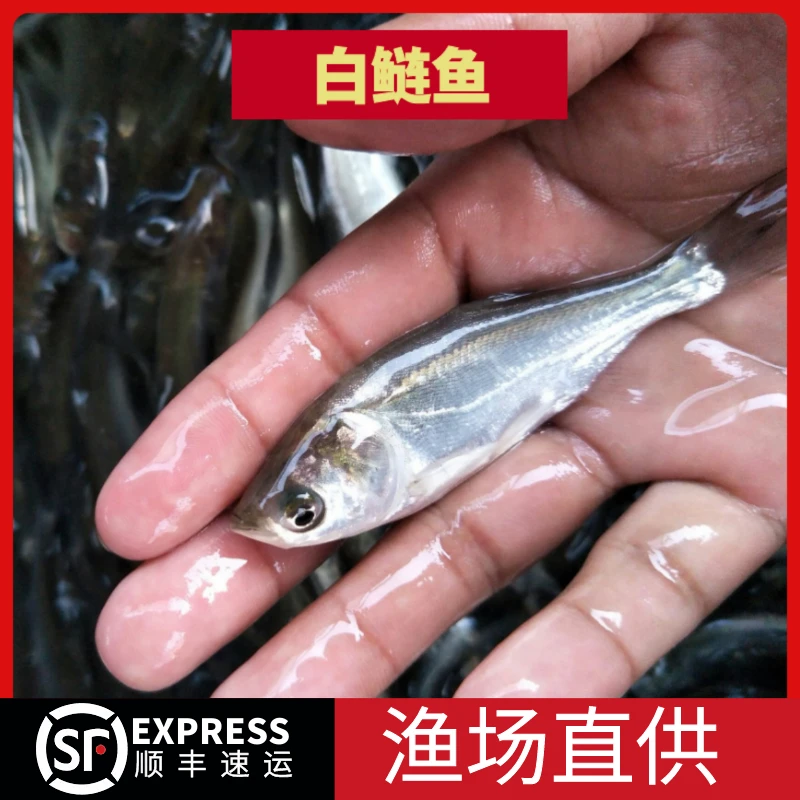 白鲢鱼苗鲢鳙鱼跳鲢鱼四大家鱼饲料鱼冷水鱼淡水宠物水族观赏鱼