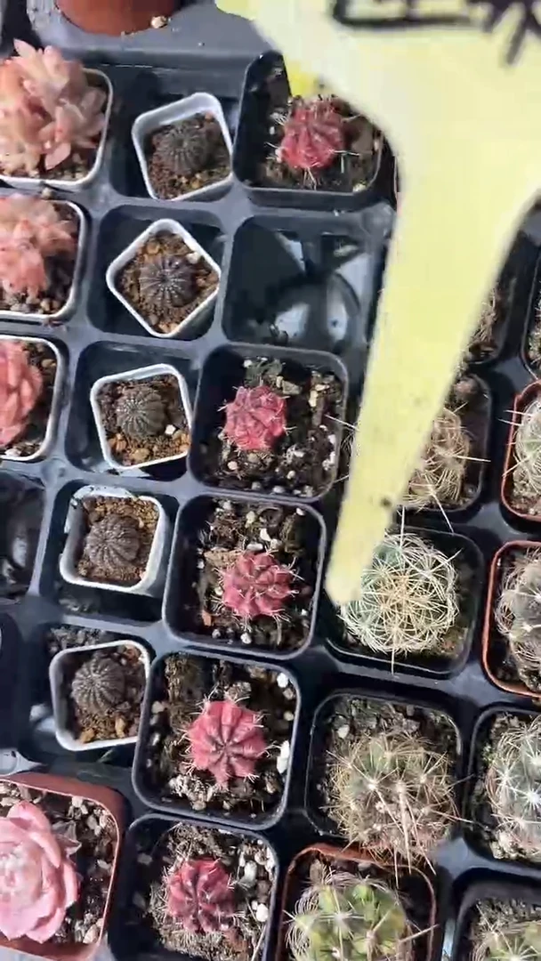 【闪购商品】蓬莱宫多肉