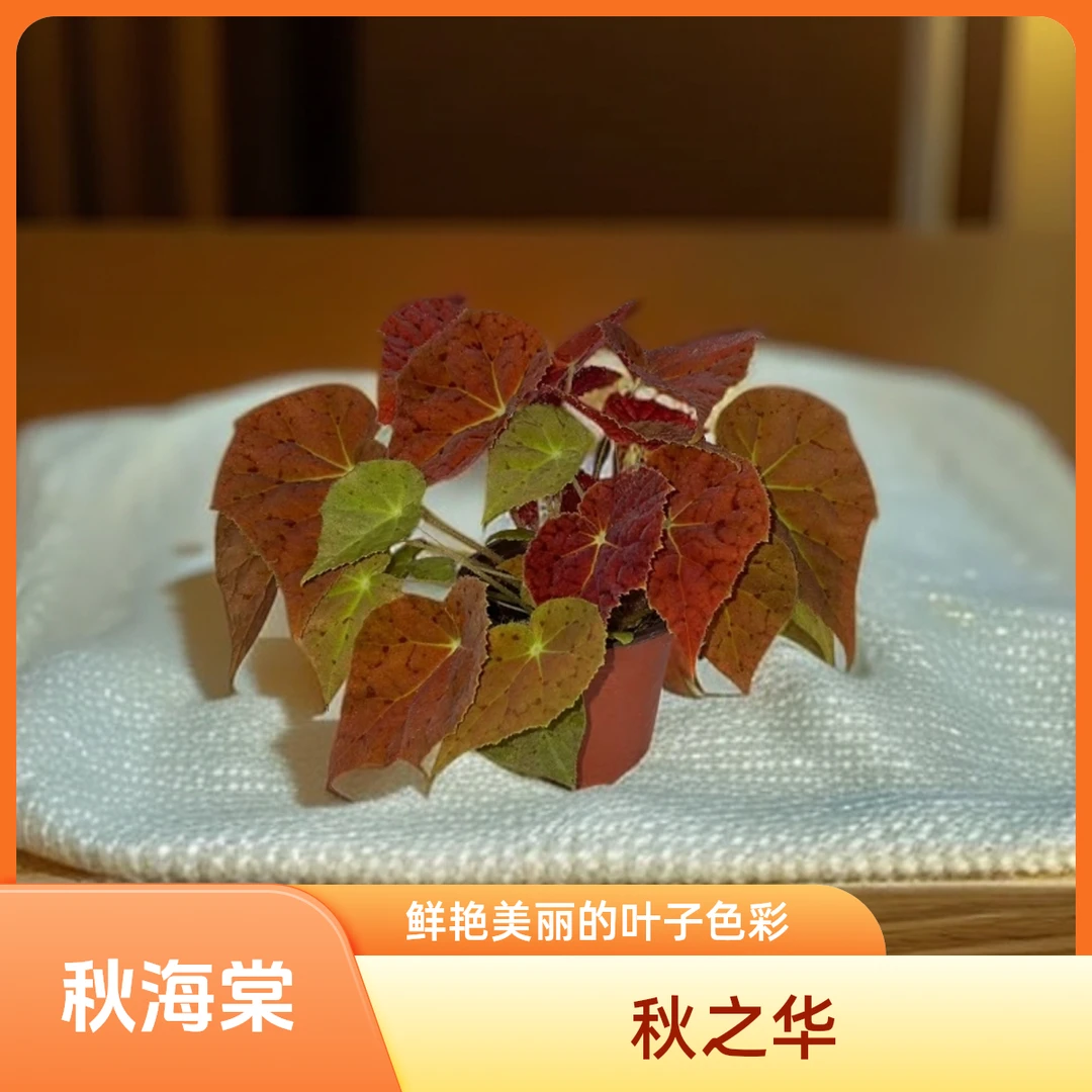 秋之华 秋海棠 一颗包邮无售后 完美主义者勿拍