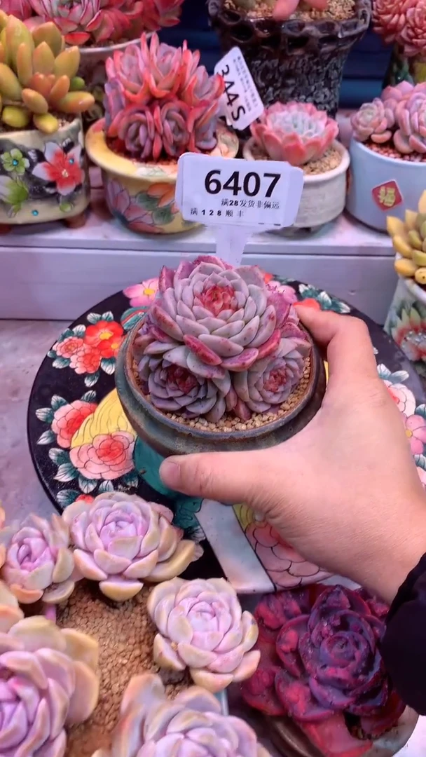 6407（一物一拍，精品多肉，所见即所得 ）