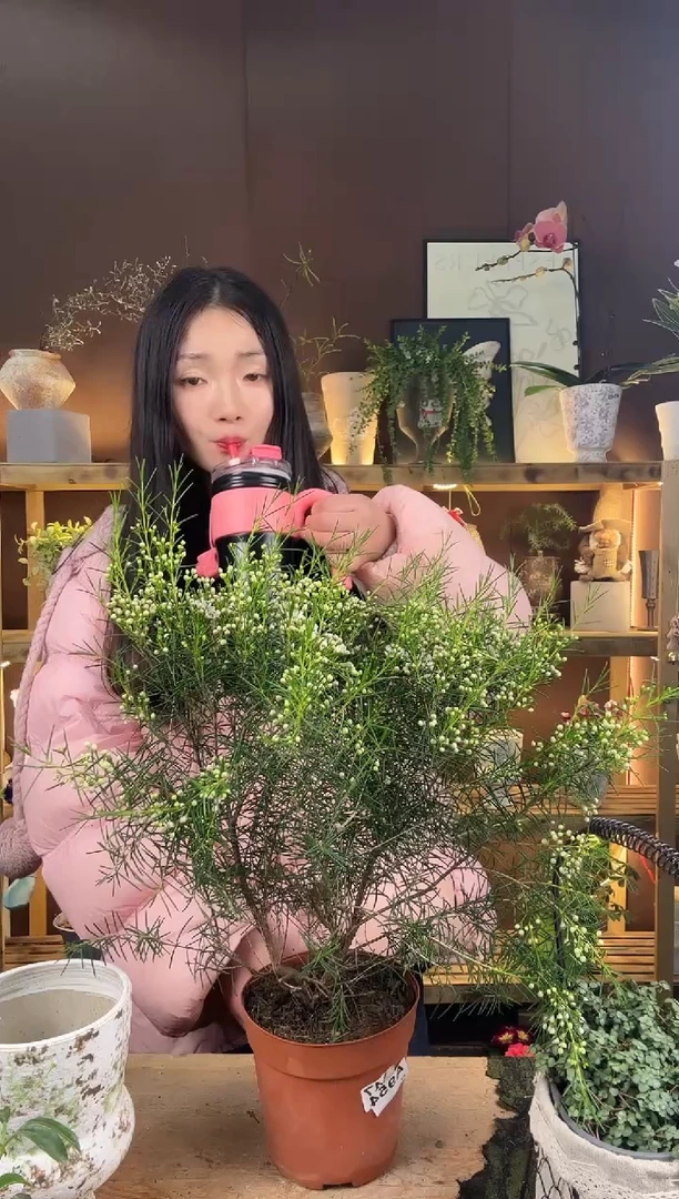 以实际为准澳洲腊梅育苗盆954