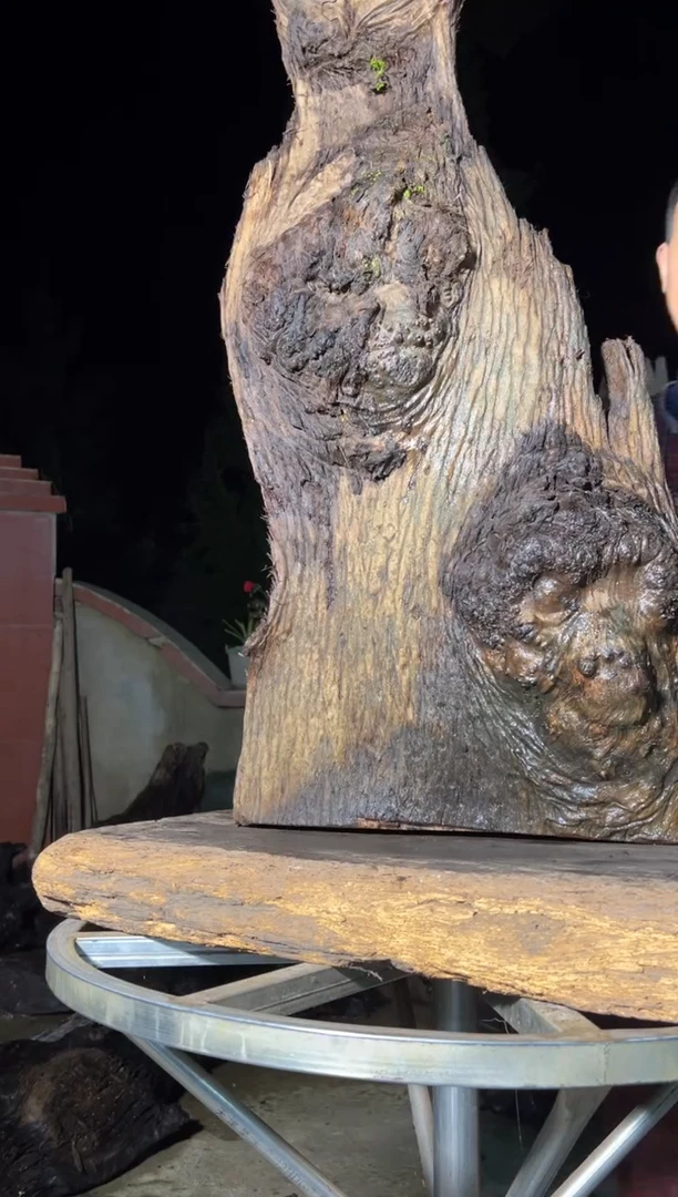 金丝楠黔*金丝楠