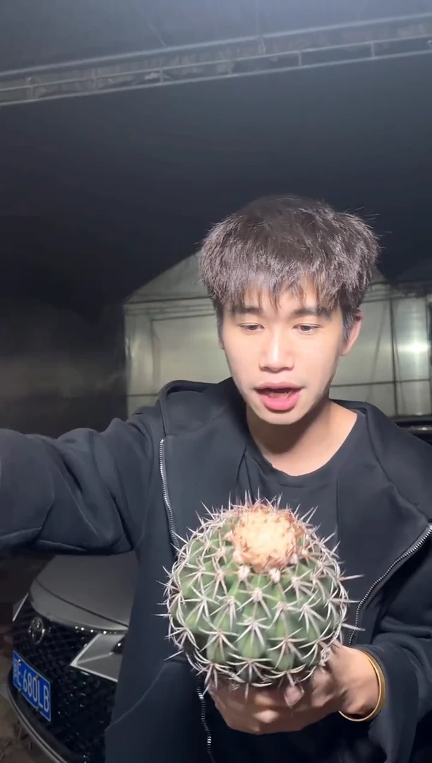 卷云【带云顶】实生根