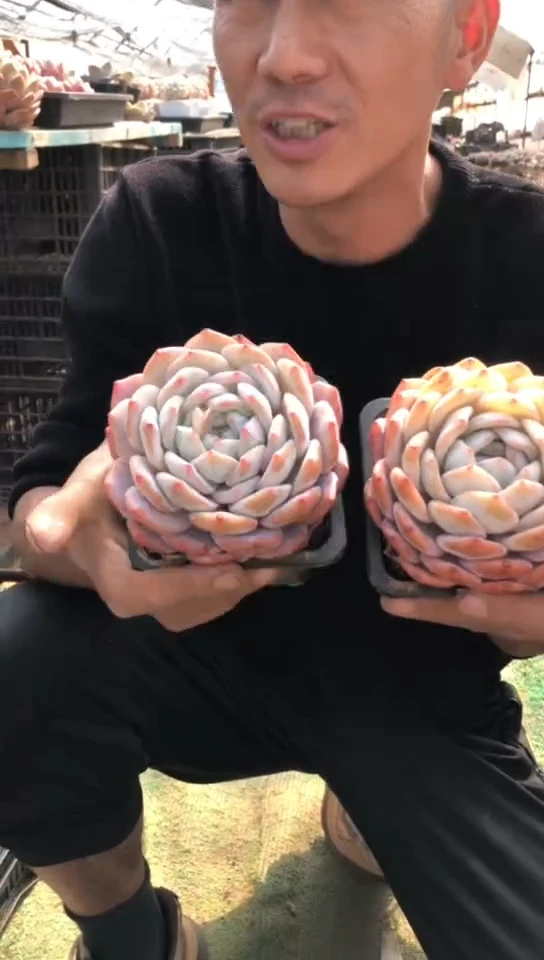 【闪购商品】大单头橙梦露12.8米