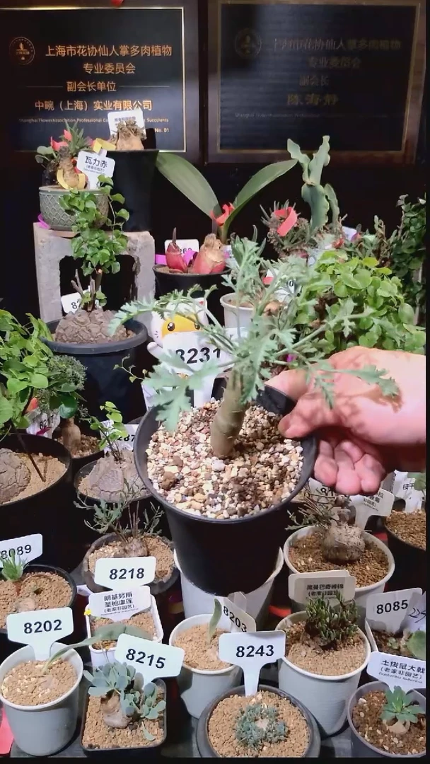 8231号1229精品植物 香水杨奎