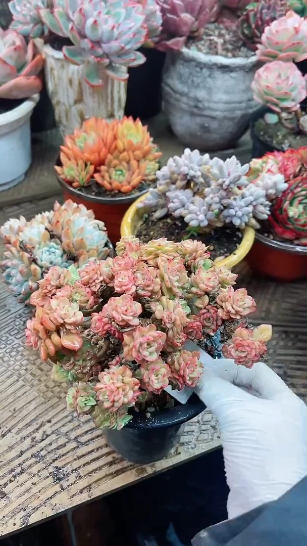 【闪购商品】15060