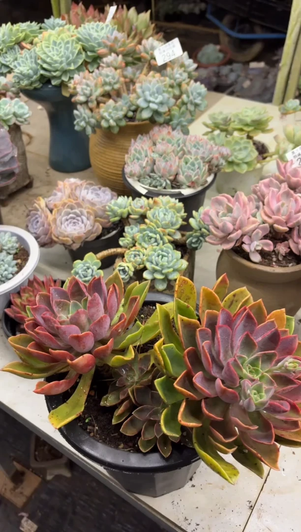 黑大帅多肉299琼斯