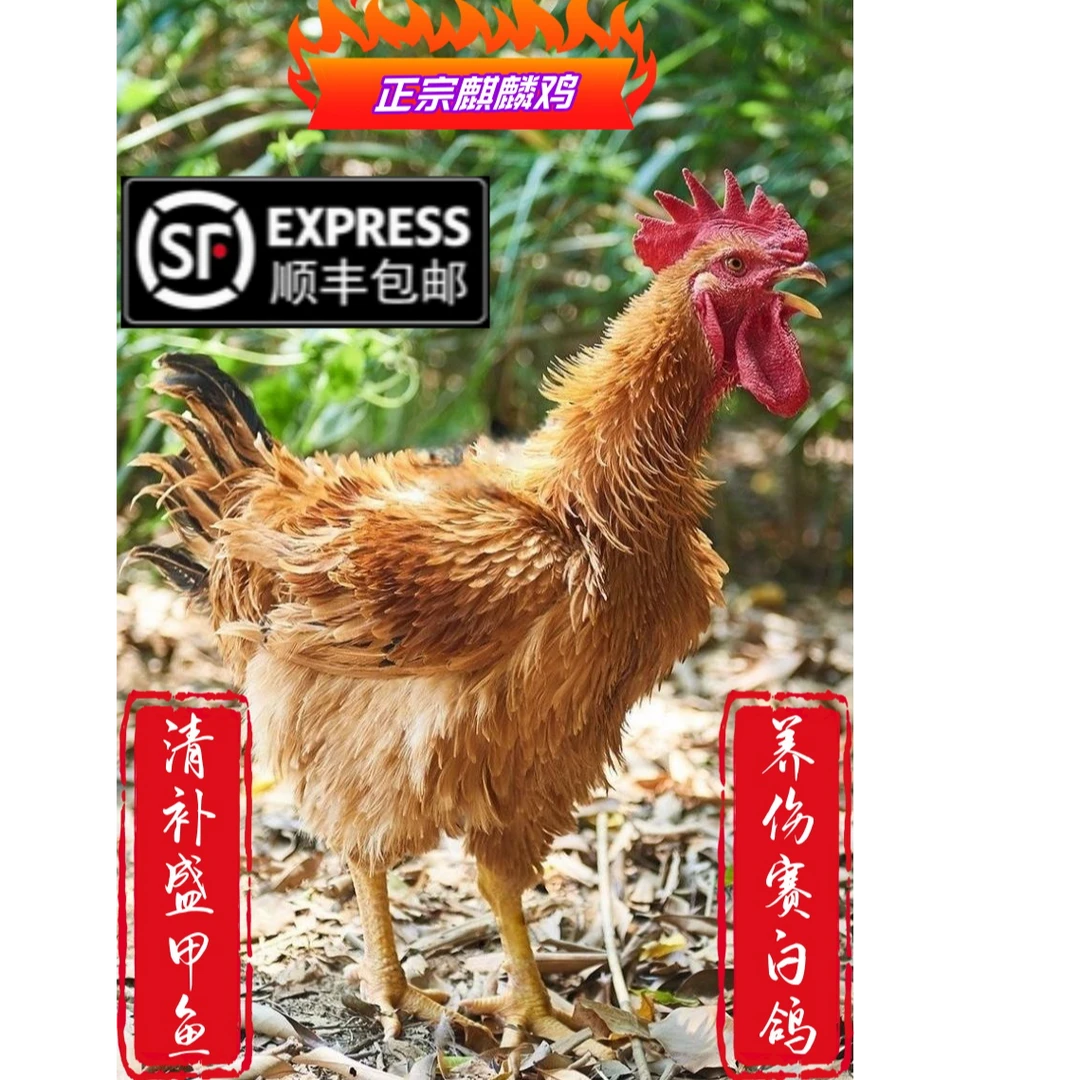 3斤半纯种麒麟鸡翻毛鸡苗活鸡批发顺丰包邮宠物鸡
