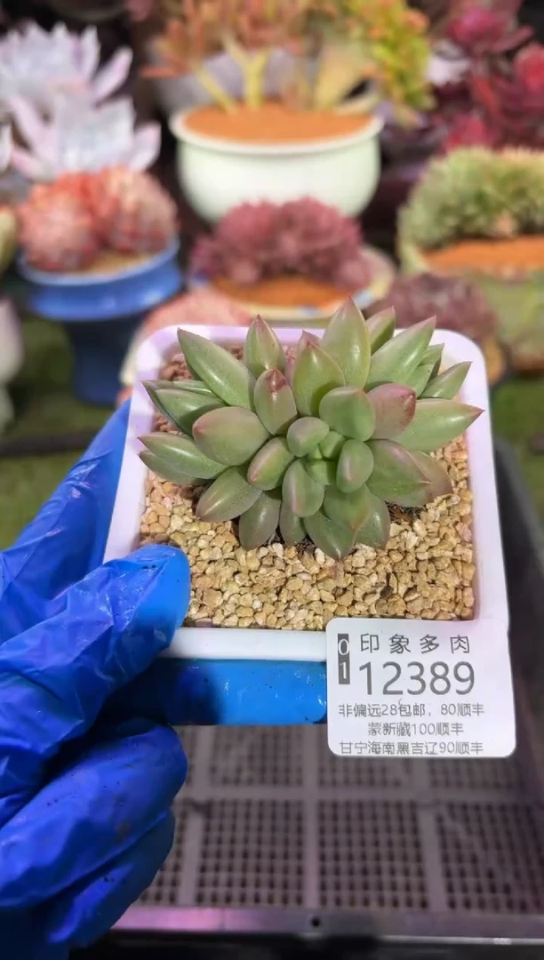 【闪购商品】12389