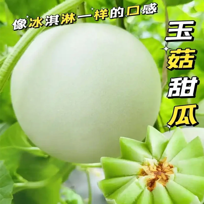 【散】玉菇瓜约1000g-1100g/个