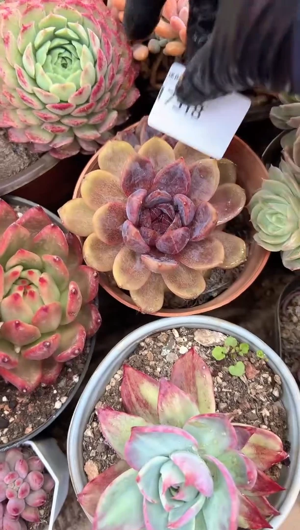 p****1多肉植物一物一拍17318