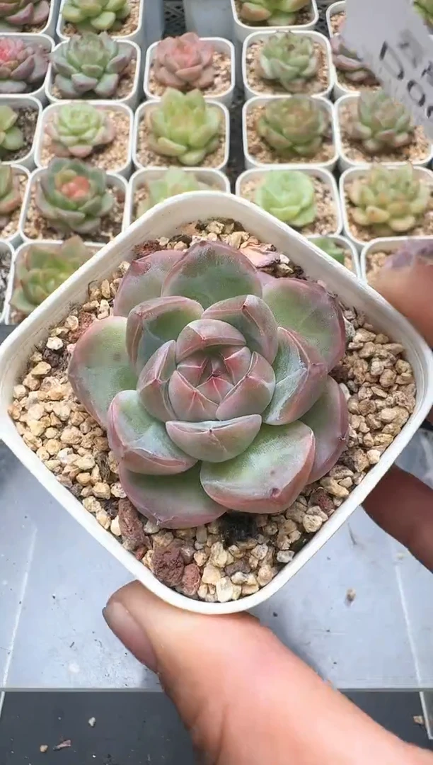 018D云禹多肉植物 带盆土纸巾打包 3颗包邮