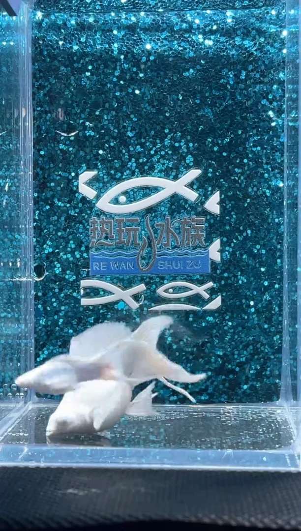 孔雀鱼钻眼瓷白 01