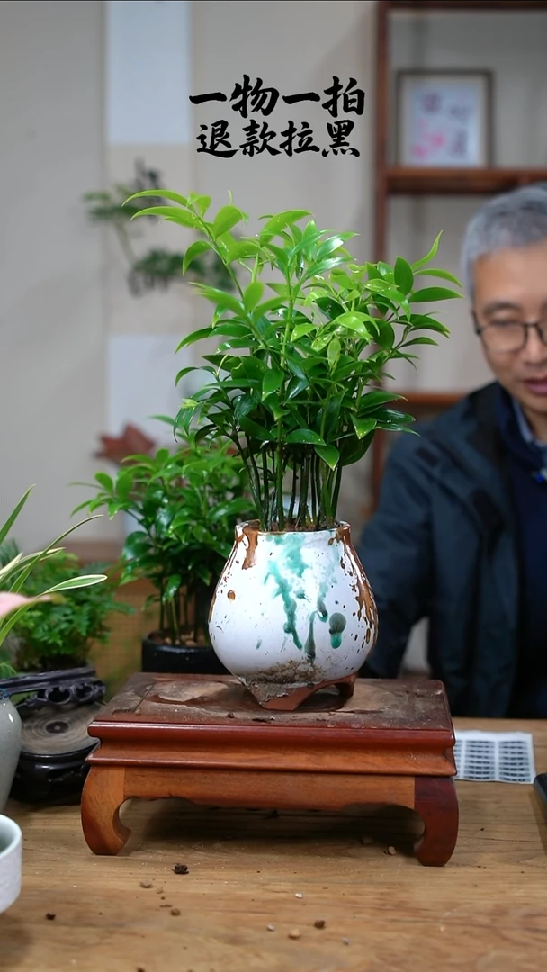 完全开放暗***✨竹柏247