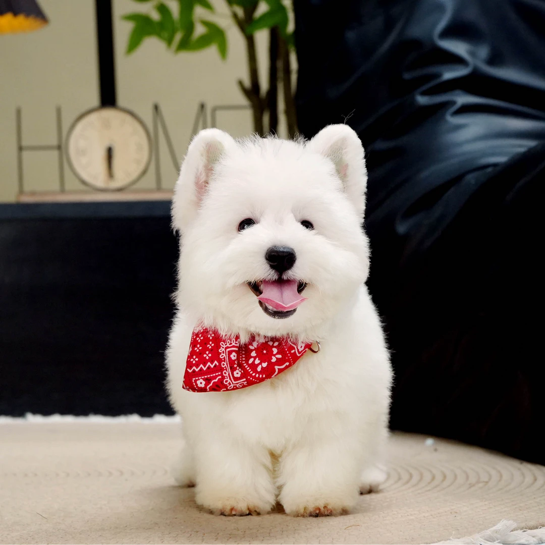 【非全款】宠亿汇西高地犬宠物小狗小型犬活体