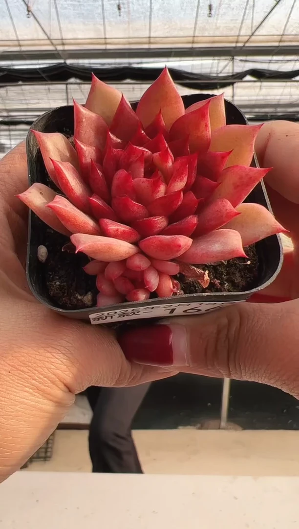 【闪购商品】新款多肉-166