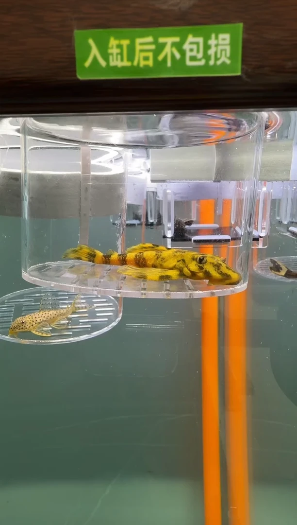 清道夫鱼121号168入缸不包损录制完整开箱视频10厘米