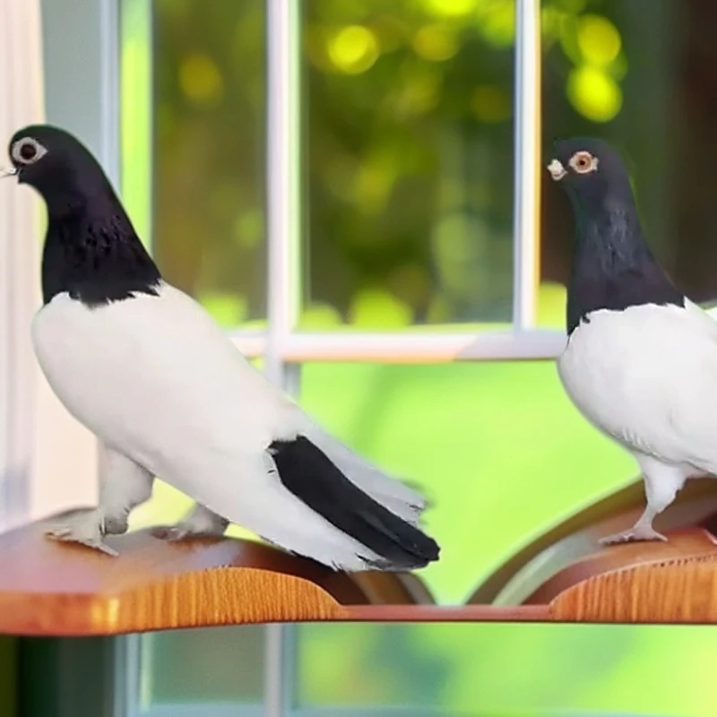 观赏鸽 直播间下单链接